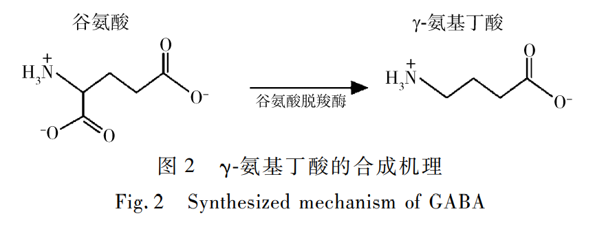 圖 ２ γ氨基丁酸的合成機理 Ｆｉｇ